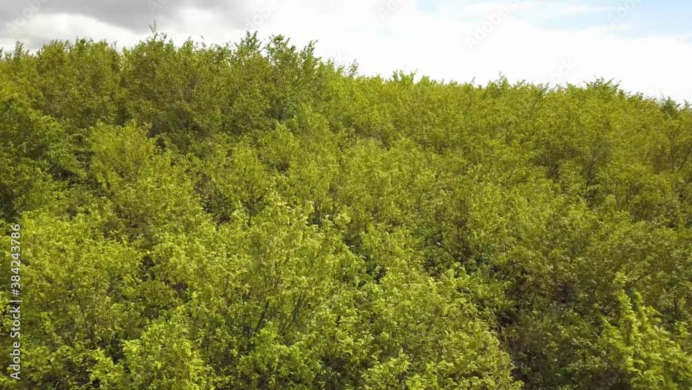Canopies of forest trees with green leaves waving on summer wind. Canopies of forest trees with green leaves waving on summer wind.