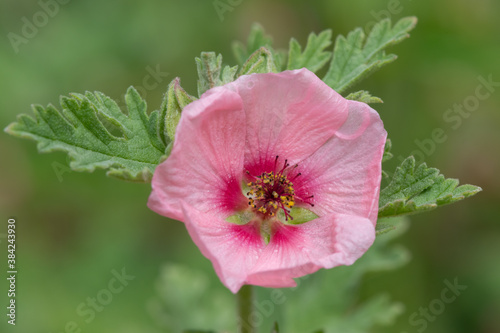 Close up of a pink munros globemallow (sphaeralcea munroana) flower in bloom photo