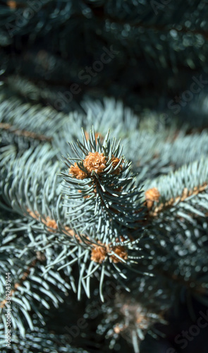 needles on a spruce branch