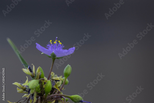 Beautiful violet flowers of tradescantia.