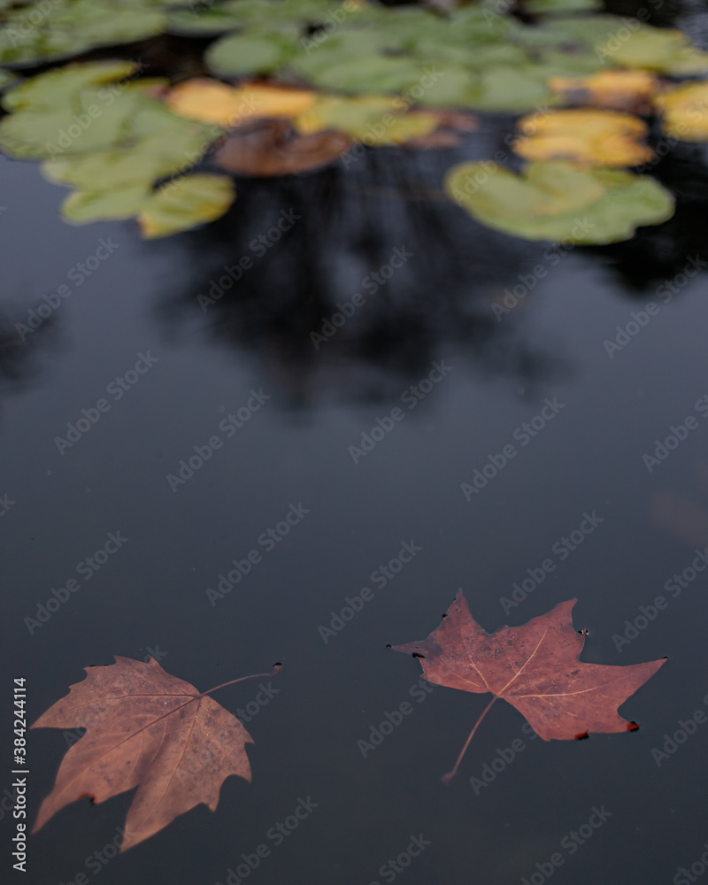 A couple of leafs floating on a pond A couple of leafs floating on a pond