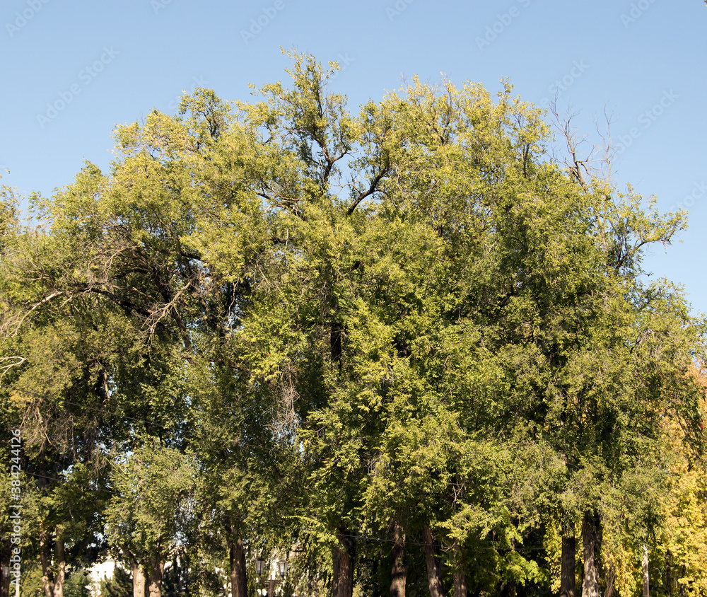 trees in the park trees in the park