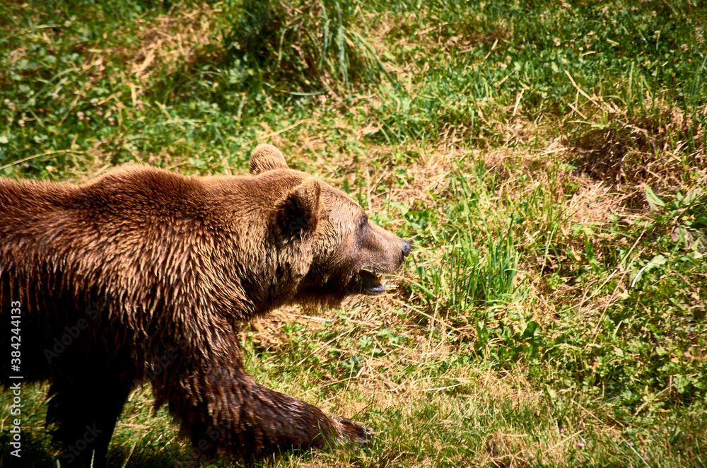 brown bear walking on the meadow brown bear walking on the meadow