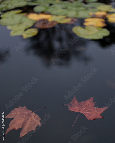A couple of leafs floating on a pond