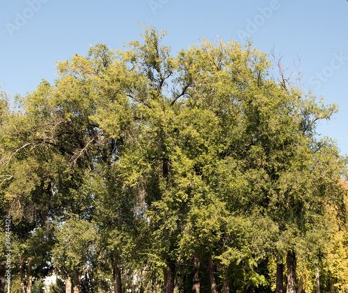 trees in the park
