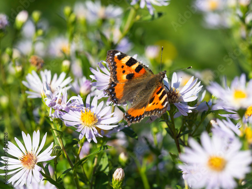 Small Tortoiseshell butterfly drinking nectar on a purple aster in the autumn garden, closeup with selective focus