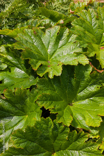 Bright Green Summer Leaves of a Darmera Peltata or Indian Rhubarb or Umbrella Plant in a garden in Sissinghurst, UK photo