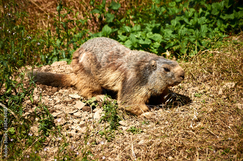 marmot on the grass