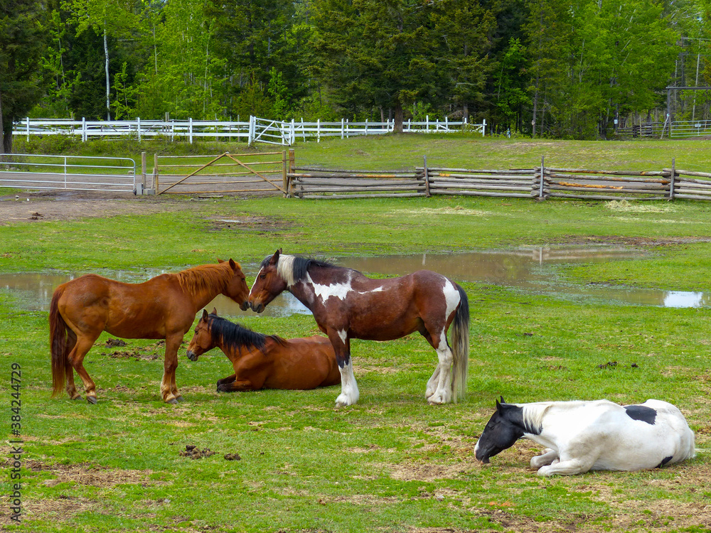 Horses are resting and grazing in the ranch in British Columbia, Canada. Horses are on the grass covered with fences. Horses are resting and grazing in the ranch in British Columbia, Canada. Horses are on the grass covered with fences.