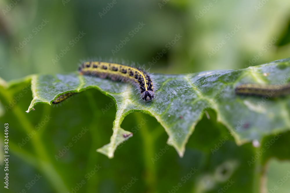 The caterpillar larvae of the cabbage white butterfly eating the leaves of a cabbage