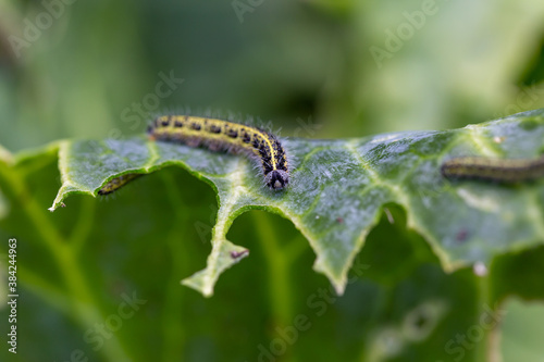 The caterpillar larvae of the cabbage white butterfly eating the leaves of a cabbage © Olga