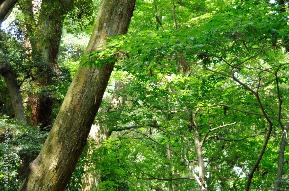 伊勢神宮外宮の森 伊勢神宮外宮の森