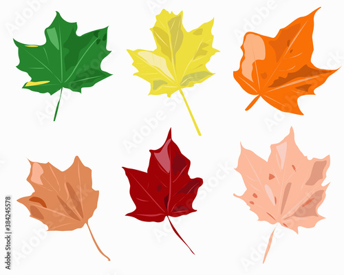 Colorful autumn leaves of the maple tree in all shades