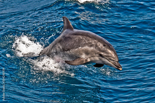 Delfin del Estrecho