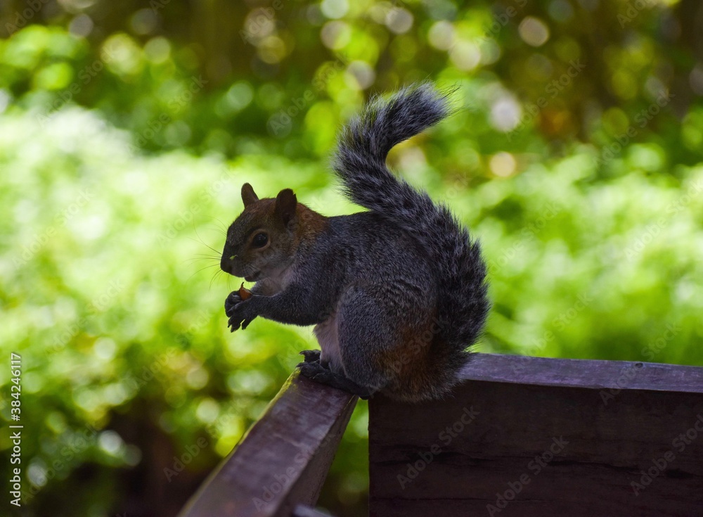 Obraz premium squirrel eating nut