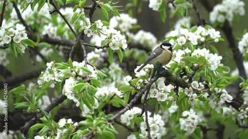 Titmouse birds are sitting on blooming tree with many white small flowers.