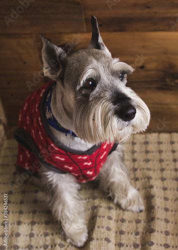 Un perro schnauzer con vestimenta © Valentin
