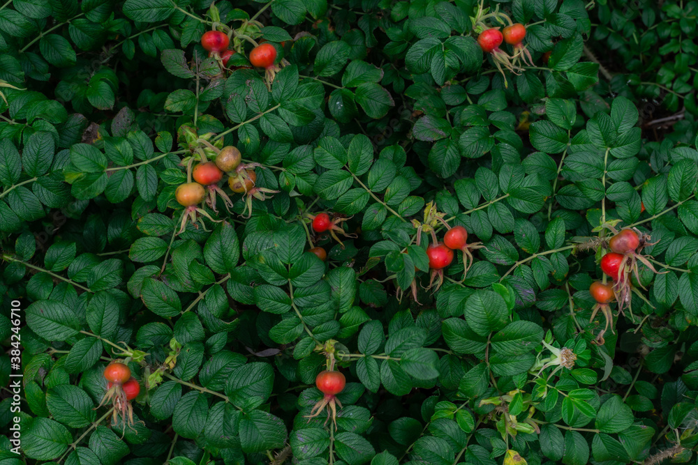 Bright red rose hips grows on branch among green leaves on shrub in the forest in nature. Summer berry on bush, healthy plant