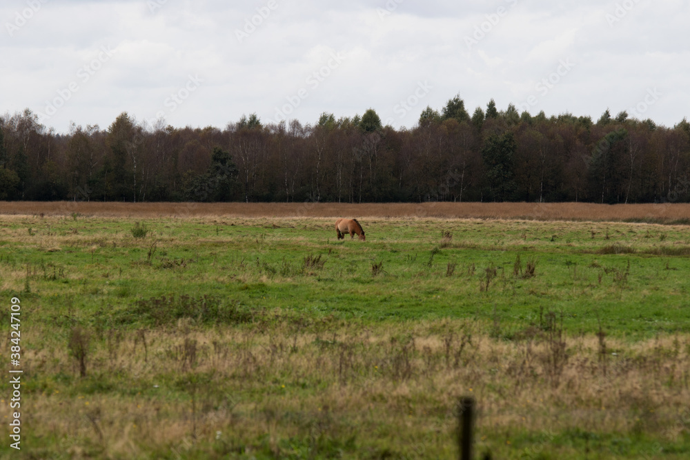 wild pferde, przewalski pferde, auf einer weide im emsland deutschland fotografiert an einem bewölkten herbst tag wild pferde, przewalski pferde, auf einer weide im emsland deutschland fotografiert an einem bewölkten herbst tag