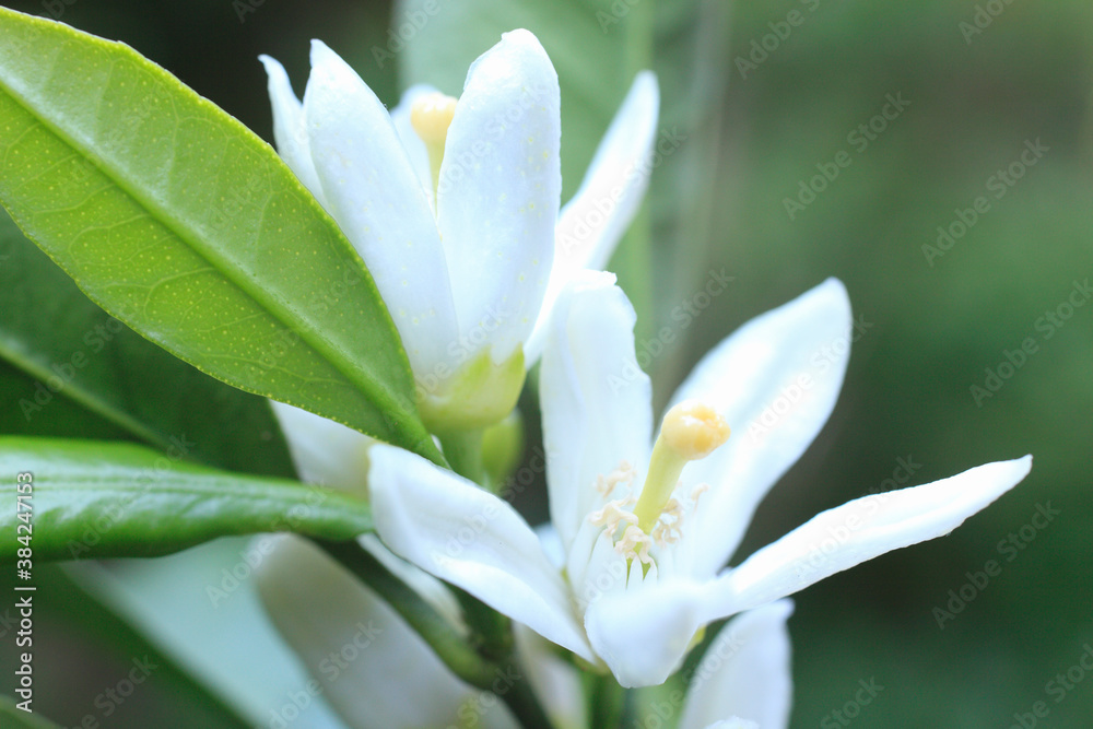 Fototapeta premium みかんの花