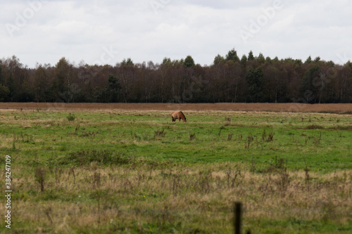wild pferde  przewalski pferde  auf einer weide im emsland deutschland fotografiert an einem bew  lkten herbst tag