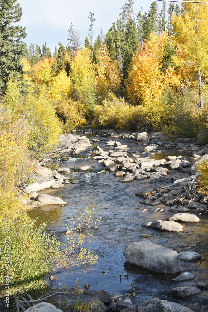 Fototapeta premium Stream through Forest