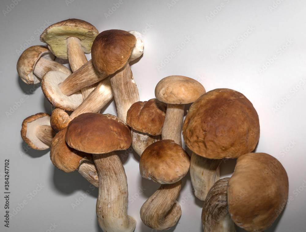 Freshly picked porcini mushrooms. Boletus with a brown hat. Freshly picked porcini mushrooms. Boletus with a brown hat.