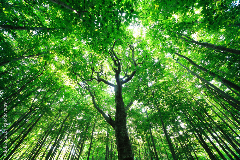 Obraz premium 新緑のブナ林