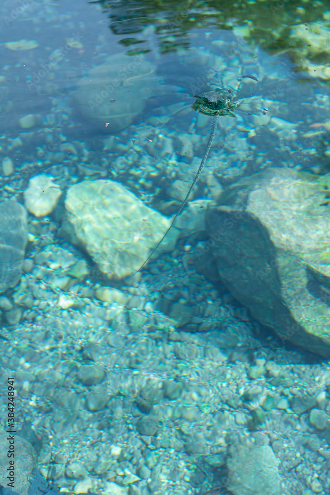 Fototapeta premium manantial 