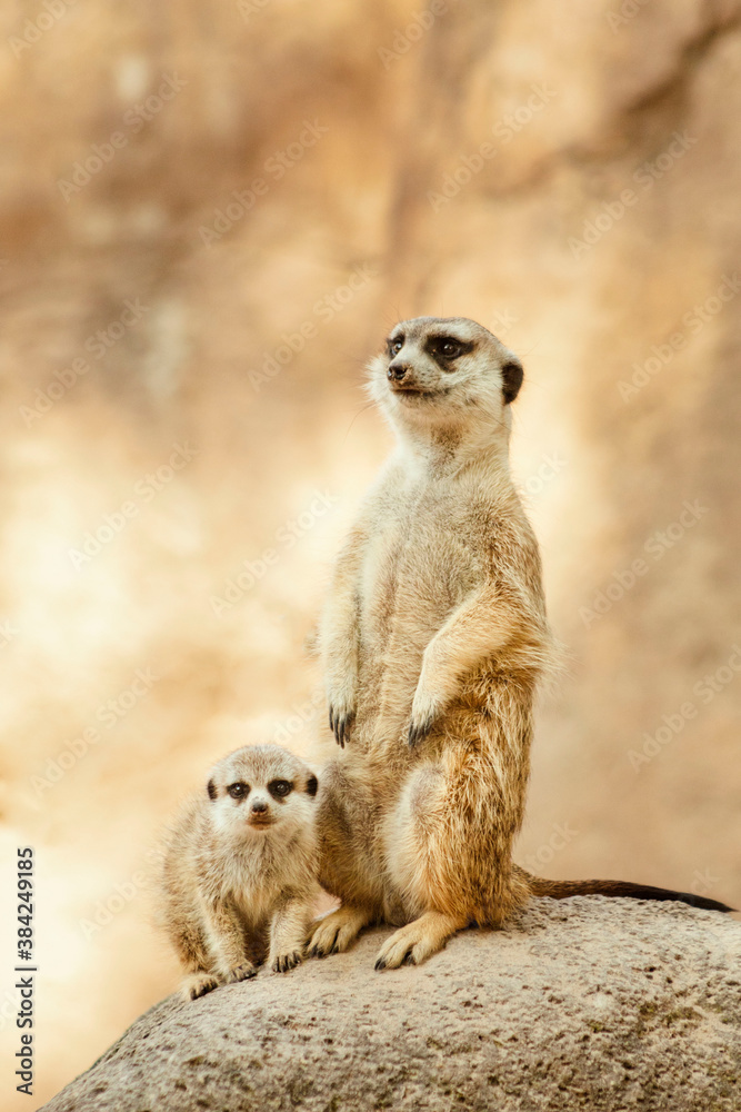 Suricata, Padre e hijo - meerkat, father and son Suricata, Padre e hijo - meerkat, father and son