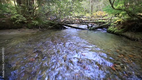 Clear stream flow in the Taiga forest with nature soumd in Autumn at Whistler Lost lake trail , British Columbia, Canada