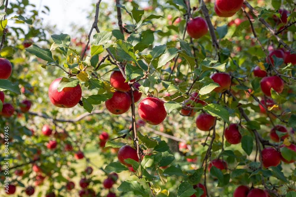 Apple tree branches loaded with ripe fruit