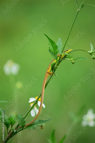 Asian grass lizard (Takydromus sexlineatus) - long-tailed grass lizard on flower, camouflage garden lizards. Close up chameleon details.
