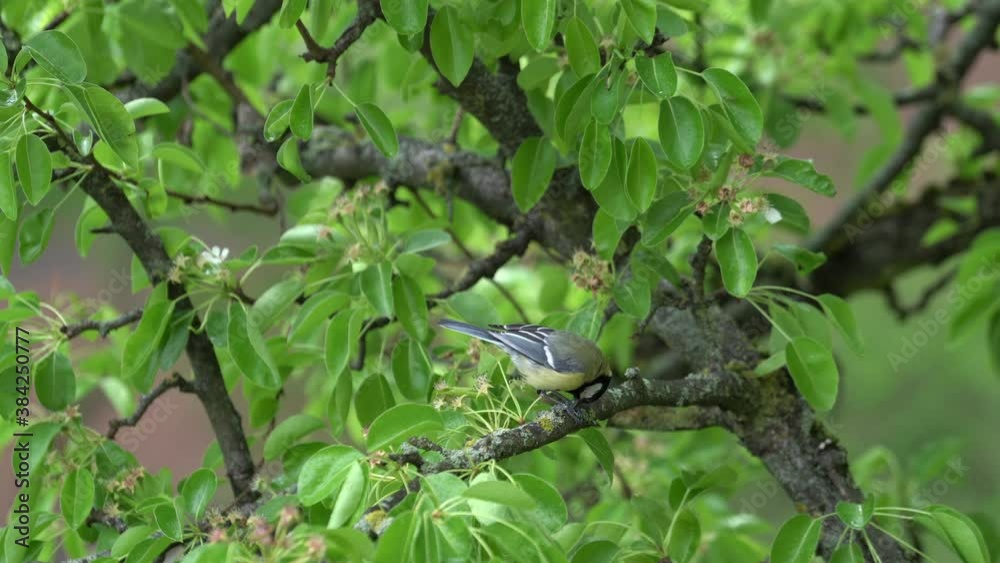 Titmouse bird is eating seed sitting on blooming tree branch with flowers. Titmouse bird is eating seed sitting on blooming tree branch with flowers.