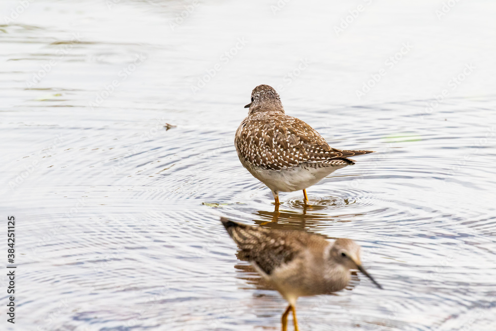 Greater Yellowlegs in water Greater Yellowlegs in water