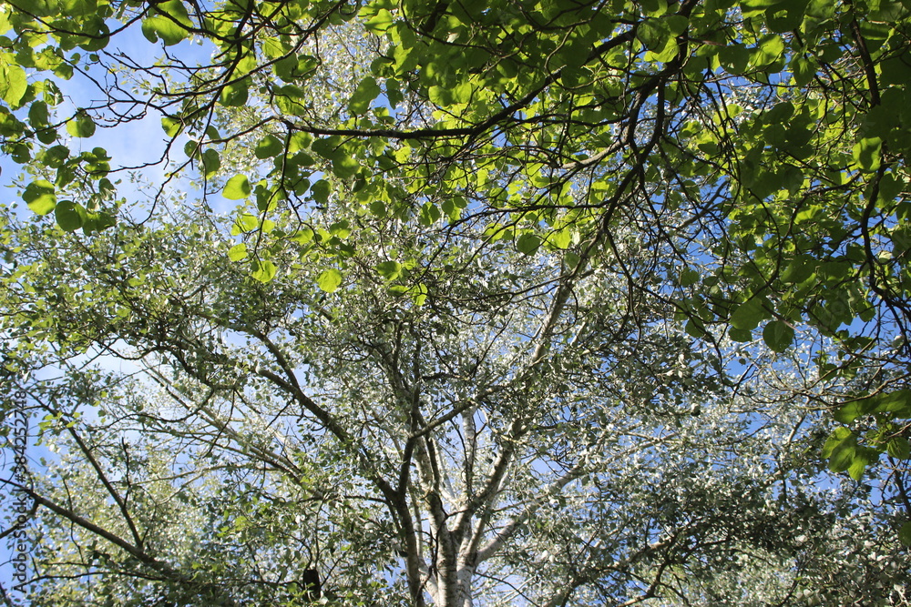 Fototapeta premium arbres