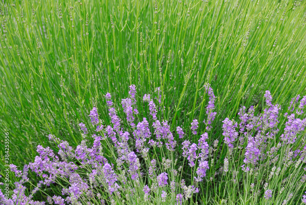 Naklejka premium ラベンダー