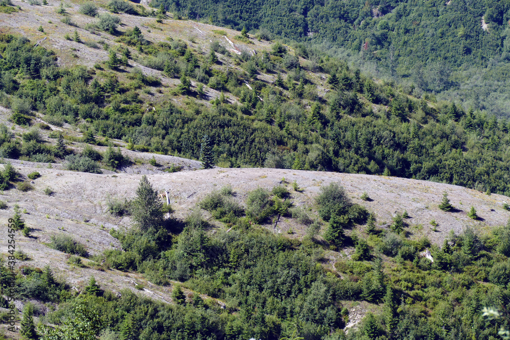 Reforestation of hills under Mount St. Helens Stock Photo | Adobe Stock