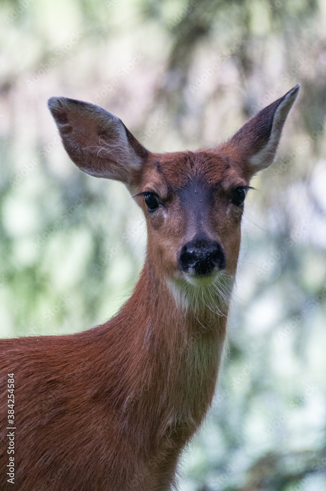 White tailed deer portrait White tailed deer portrait