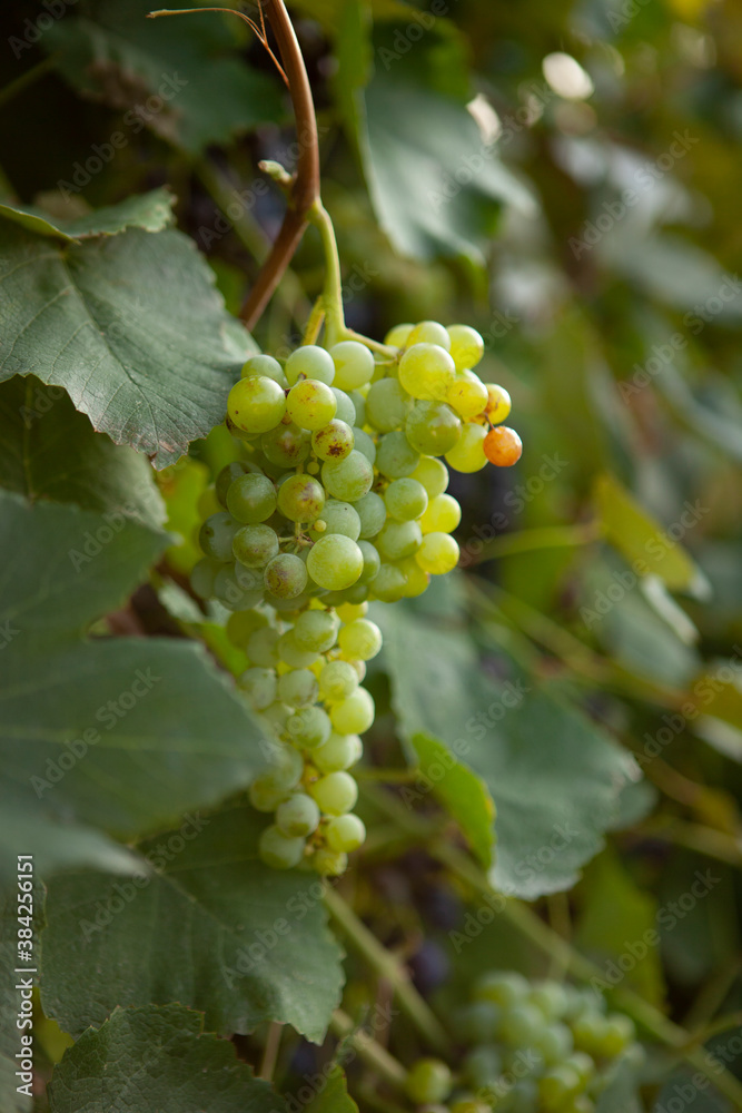 bunches of green grapes growing on a grapevine bunches of green grapes growing on a grapevine