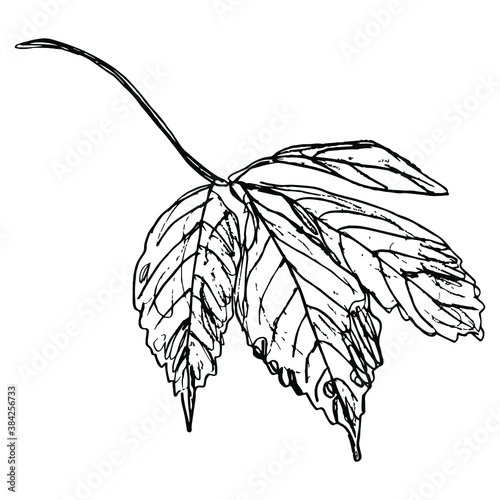 Leaf of Parthenocissus quinquefolia.  Virginia creeper or Victoria creeper plant. Hand drawn linear doodle ink sketch. Black silhouette on white background.