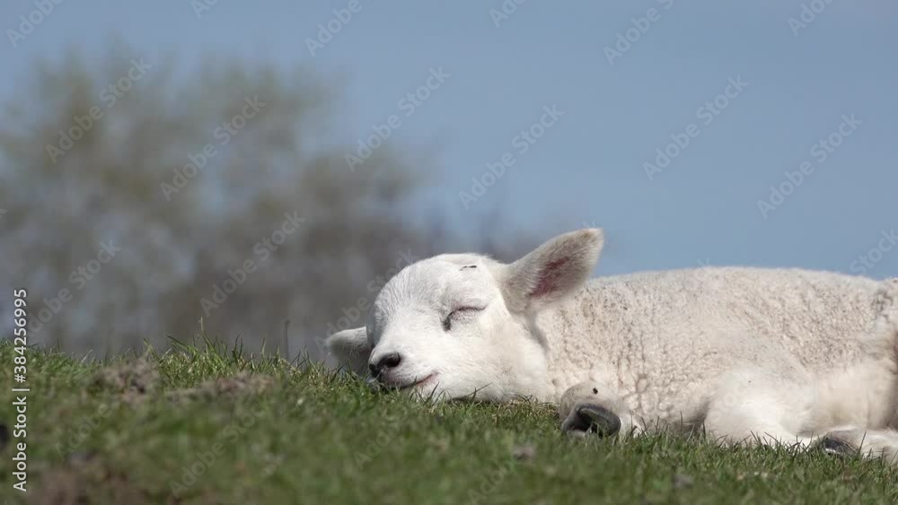 Cute white lamb lying on meadow in springtime in front of blue sky and sleep Cute white lamb lying on meadow in springtime in front of blue sky and sleep