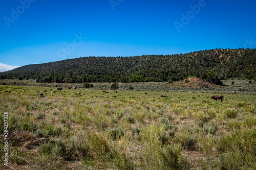 Open Range Longhorn Cattle