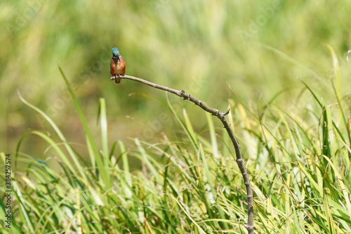 common kingfisher on bfranch
