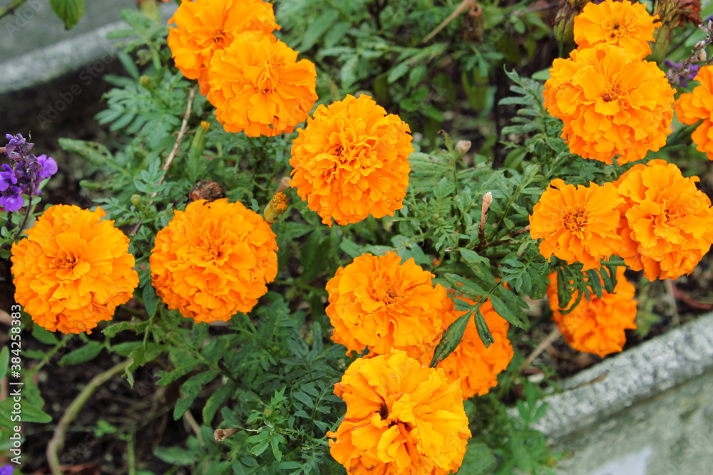 花壇に咲いたマリーゴールドの花 花壇に咲いたマリーゴールドの花