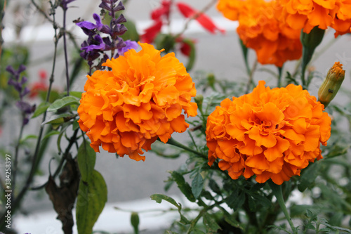 オレンジ色のマリーゴールドのアップ Stock Photo Adobe Stock