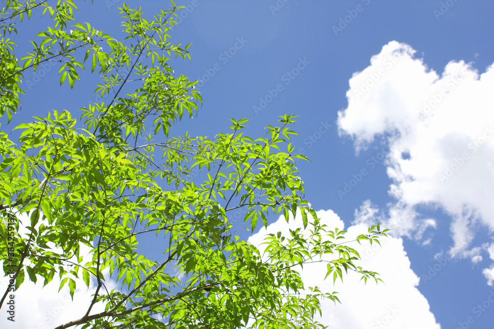 Obraz premium 青空と新緑