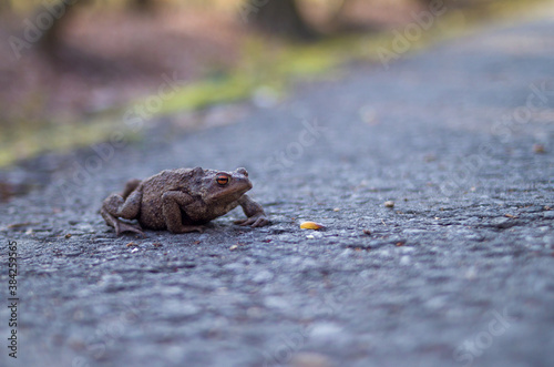 A toad crossing the road