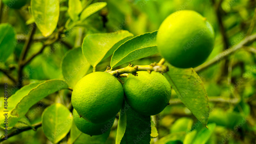 green apple on tree