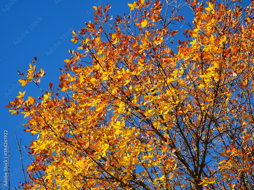 Bright Orange and Yellow Fall Leaves with Bright Blue Sky Background on a Beautiful Autumn Day Bright Orange and Yellow Fall Leaves with Bright Blue Sky Background on a Beautiful Autumn Day